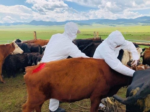 Булган аймагт үхрийн арьс товруутах өвчин илэрч 1657 үхрийг вакцинжуулжээ